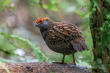 Carregar imagem no visualizador da galeria, Aves do Paraná Vol 2