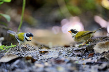 Carregar imagem no visualizador da galeria, Aves do Paraná Vol 2