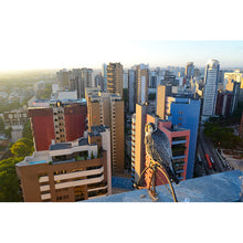 Carregar imagem no visualizador da galeria, Aves do Paraná Vol 1