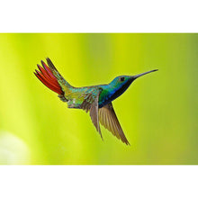 Carregar imagem no visualizador da galeria, Aves do Paraná Vol 1