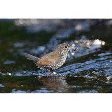 Carregar imagem no visualizador da galeria, Aves do Paraná Vol 1