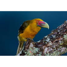 Carregar imagem no visualizador da galeria, Aves do Paraná Vol 1
