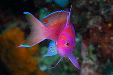 Carregar imagem no visualizador da galeria, Mares Tropicais