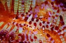 Carregar imagem no visualizador da galeria, Mares Tropicais