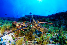 Carregar imagem no visualizador da galeria, Fernando de Noronha Terra e Água
