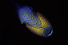 Carregar imagem no visualizador da galeria, Fernando de Noronha Terra e Água