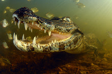 Carregar imagem no visualizador da galeria, Pantanal Terra e Água