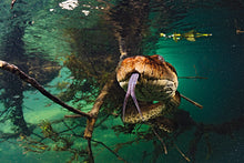 Carregar imagem no visualizador da galeria, Pantanal Terra e Água