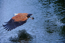 Carregar imagem no visualizador da galeria, Pantanal Terra e Água