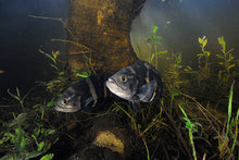 Carregar imagem no visualizador da galeria, Pantanal Terra e Água