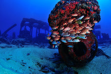 Carregar imagem no visualizador da galeria, Pernambuco Terra e Água