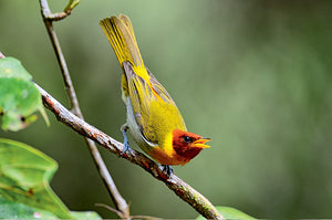Aves do Paraná Vol 2