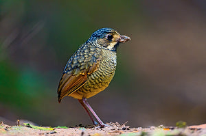Aves do Paraná Vol 2