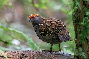 Aves do Paraná Vol 2