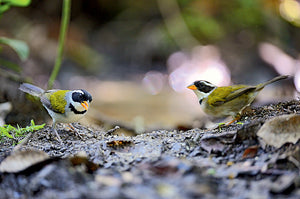 Aves do Paraná Vol 2