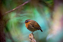 Carregar imagem no visualizador da galeria, Aves do Paraná Vol 2
