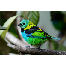 Carregar imagem no visualizador da galeria, Aves do Paraná Vol 1
