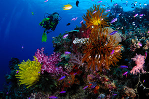 Mares Tropicais