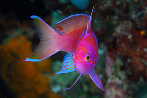 Mares Tropicais