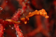 Carregar imagem no visualizador da galeria, Mares Tropicais
